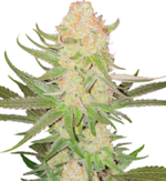 1770029810959.png 1770029810959.png