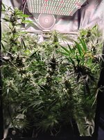 Day 92 (2.02) (2).jpg