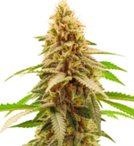 1770113664933.png 1770113664933.png