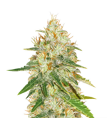 1770113691851.png 1770113691851.png