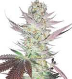 1770188481124.png 1770188481124.png