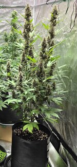 Screenshot_20260204_192641_Gallery.jpg Screenshot_20260204_192641_Gallery.jpg