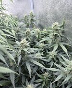 IMG_0307.jpeg IMG_0307.jpeg