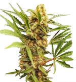 1770298460263.png 1770298460263.png