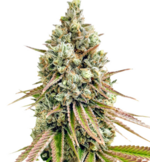 1770298475032.png 1770298475032.png