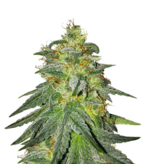 1770298489874.png 1770298489874.png