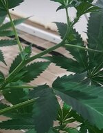 Screenshot_20250810-080424_Video Player.jpg