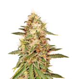 1770391857116.png 1770391857116.png