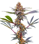 1770392704730.png 1770392704730.png