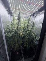 IMG_0347.jpeg IMG_0347.jpeg