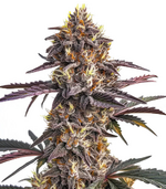 1770919909552.png 1770919909552.png