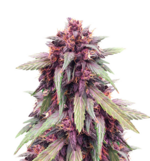 1770979440390.png 1770979440390.png