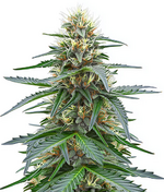 1771240716967.png 1771240716967.png