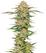 1771273287553.png 1771273287553.png