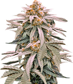 1771273307176.png 1771273307176.png