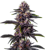 1771273332552.png 1771273332552.png