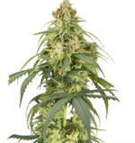 1771503475109.png 1771503475109.png