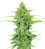 1771503488711.png 1771503488711.png