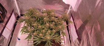 IMG_20260219_181234_029.jpg IMG_20260219_181234_029.jpg