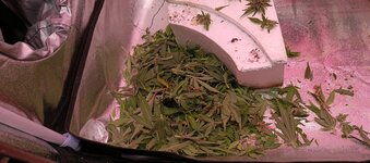 IMG_20260219_183926_183.jpg IMG_20260219_183926_183.jpg