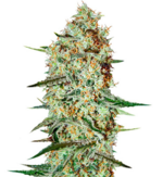 1771522455641.png 1771522455641.png