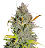 1771584623685.png 1771584623685.png