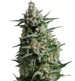 1771584636514.png 1771584636514.png