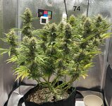 Мой первый* гров