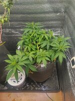 IMG_20260223_133506.jpg IMG_20260223_133506.jpg