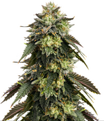 1771918814345.png 1771918814345.png