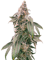 1771918848256.png 1771918848256.png