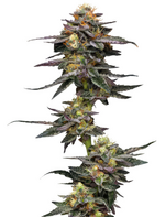 1771918877505.png 1771918877505.png