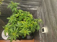 IMG_20260224_125734.jpg IMG_20260224_125734.jpg