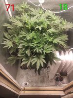 Сибирский гров. Первый фотик на кокосе.