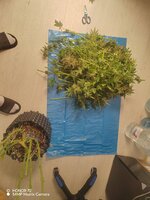 Первый фотик