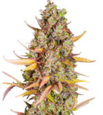 1772023837080.png 1772023837080.png