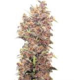 1772023847872.png 1772023847872.png