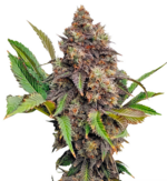 1772023851796.png 1772023851796.png