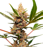 1772023858395.png 1772023858395.png