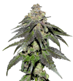 1772023861914.png 1772023861914.png