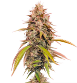 1772023865177.png 1772023865177.png