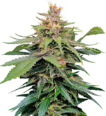 1772027847834.png 1772027847834.png