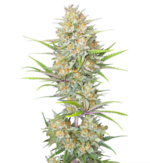 1772027869709.png 1772027869709.png