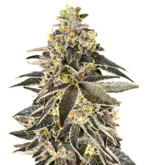 1772027873958.png 1772027873958.png