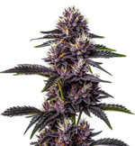 1772027883679.png 1772027883679.png