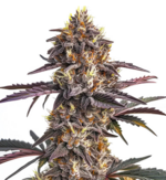 1772027887700.png 1772027887700.png