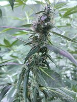 IMG_20260225_223037.jpg IMG_20260225_223037.jpg