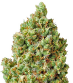 1772201422261.png 1772201422261.png