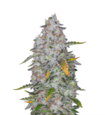 1772201436055.png 1772201436055.png