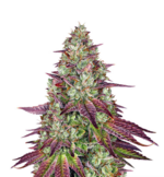 1772201439432.png 1772201439432.png